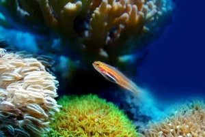 Small Fish in Marine Aquarium