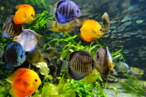 Freshwater Fish Tank