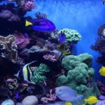 Saltwater Fish Tank