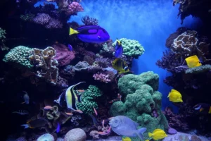 Saltwater Fish Tank