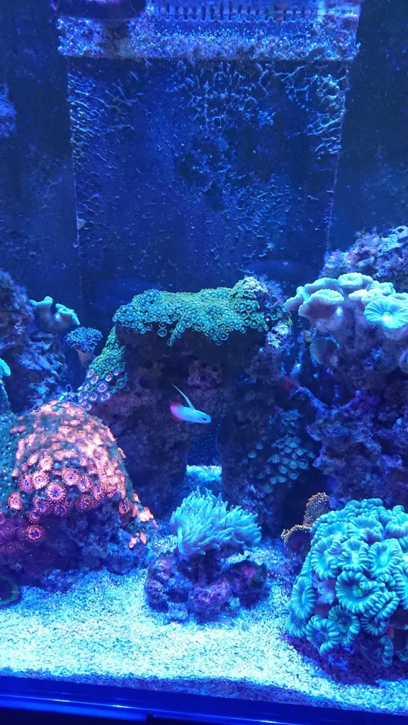 Marine Tank Photo - No Lense